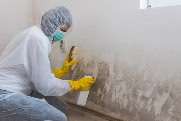 Best Toxic Mold Removal  in Brooklyn Park, MD