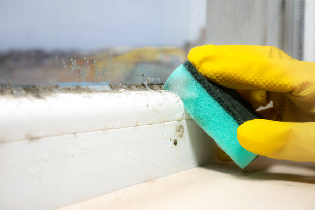 Best Attic Mold Removal  in Brooklyn Park, MD