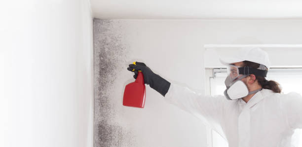 Best Fast Mold Removal  in Brooklyn Park, MD