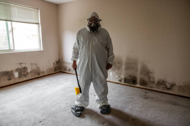 Best Toxic Mold Removal  in Brooklyn Park, MD