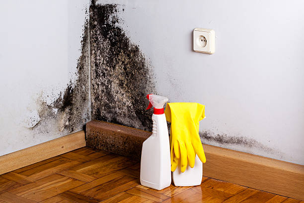 Best Home Mold Removal  in Brooklyn Park, MD